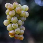 grappolo di una zibibbo
