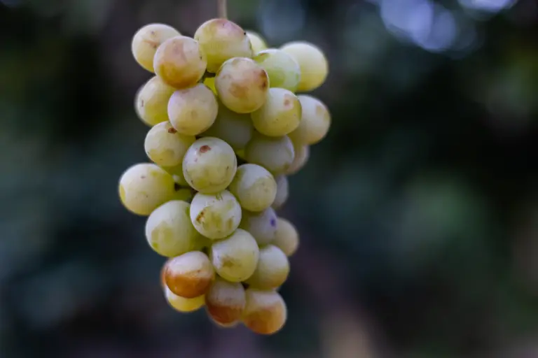 grappolo di una zibibbo