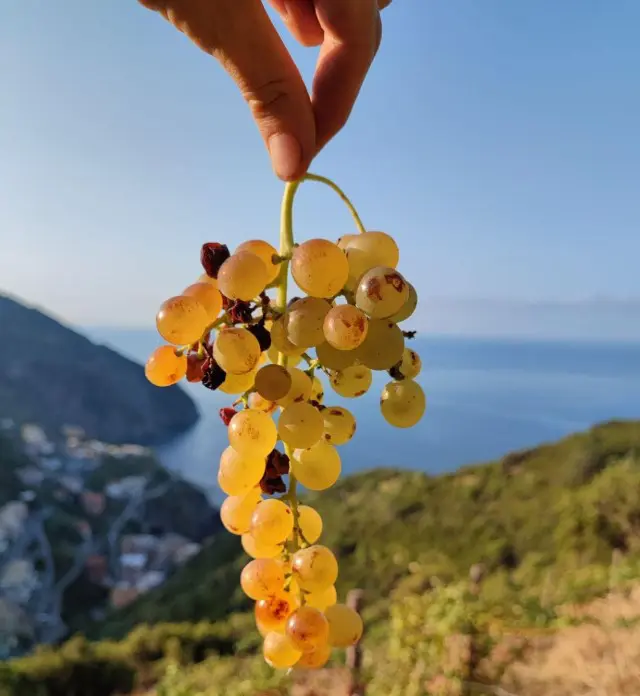 Uliassi