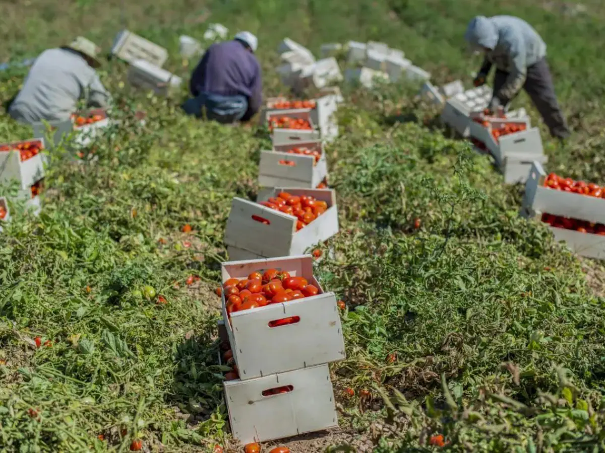 “Caldo e caporalato? Arrivano squadre di controllo nei campi”. L’iniziativa contro lo sfruttamento nell’Agro Pontino “Caldo e caporalato? Arrivano squadre di controllo nei campi”. L’iniziativa contro lo sfruttamento nell’Agro Pontino
