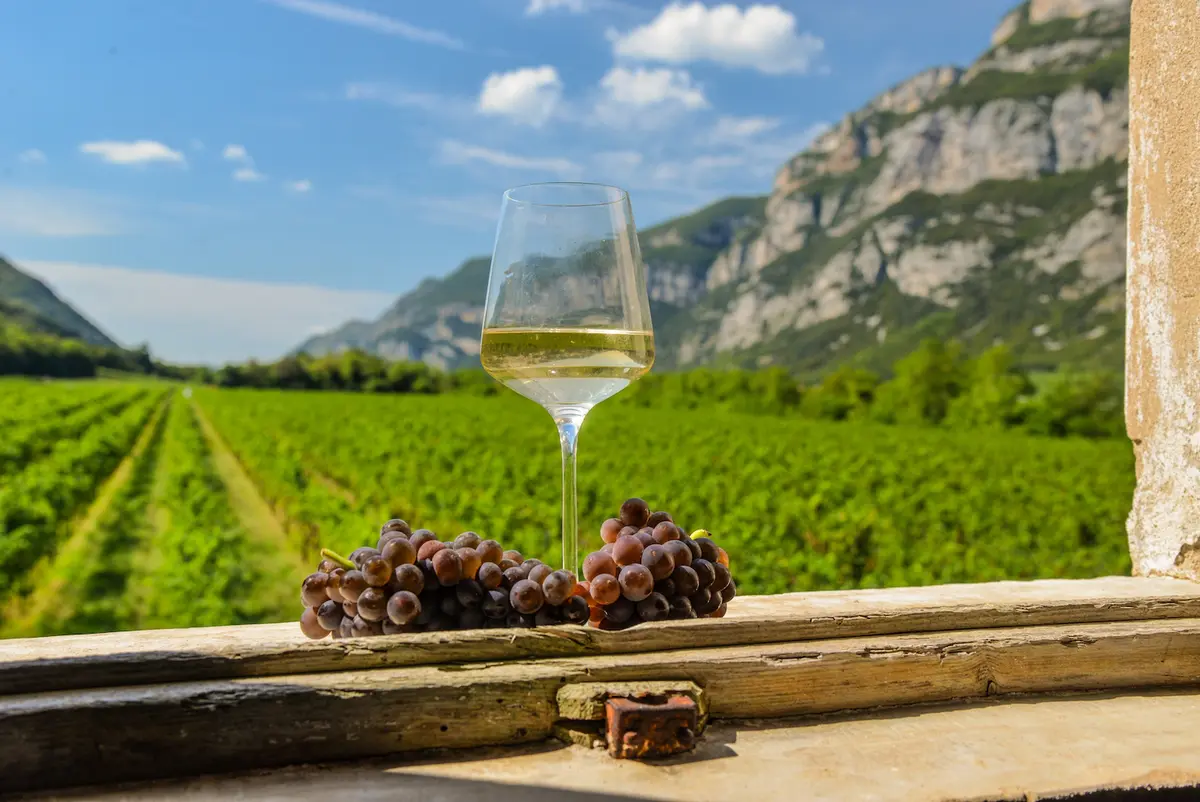 Il Pinot Grigio corre ai ripari: via libera alla riduzione delle rese e allo stoccaggio Il Pinot Grigio corre ai ripari: via libera alla riduzione delle rese e allo stoccaggio