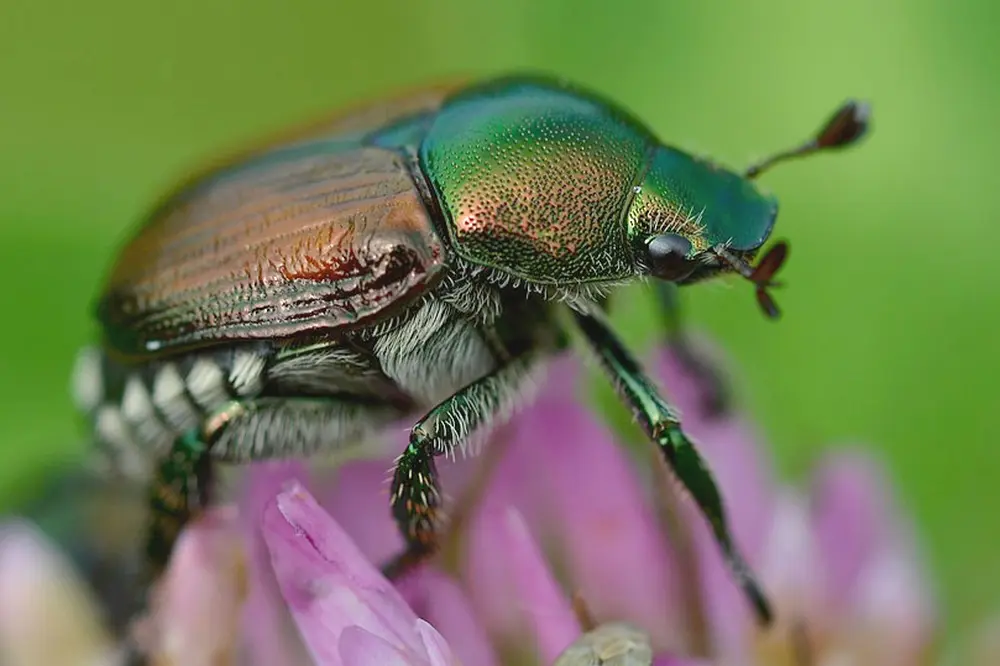 Massima allerta in Veneto per lo scarabeo giapponese avvistato nei vigneti: “Un’infestazione sarebbe una catastrofe” Massima allerta in Veneto per lo scarabeo giapponese avvistato nei vigneti: “Un’infestazione sarebbe una catastrofe”