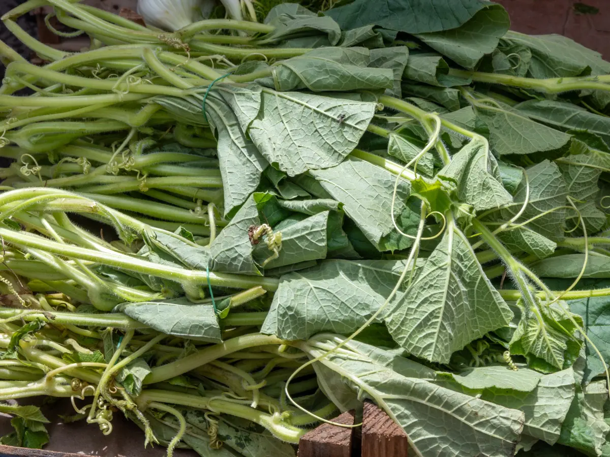 Che cosa sono i tenerumi, le foglie siciliane che nascono dalle zucchine lunghe Che cosa sono i tenerumi, le foglie siciliane che nascono dalle zucchine lunghe