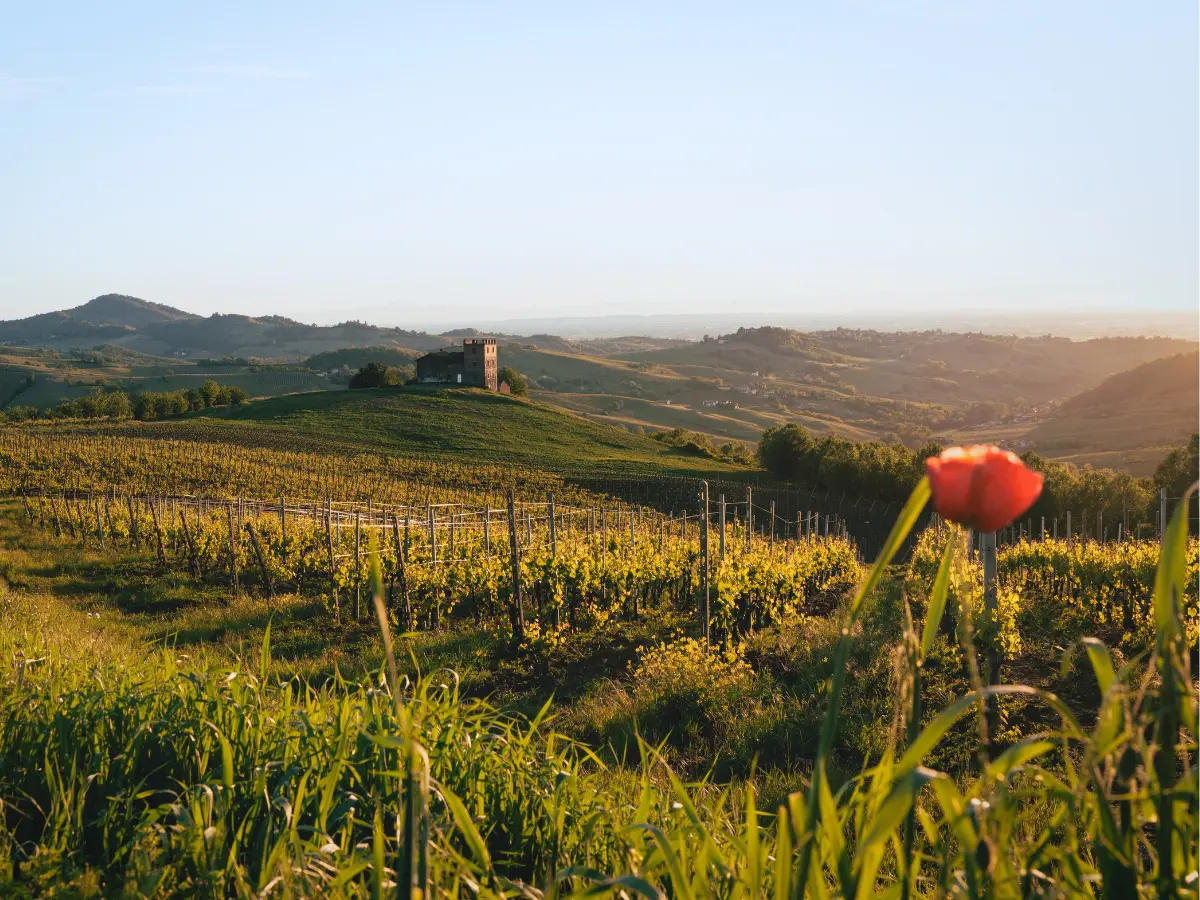 Viaggio anti overtourism nel cuore dell’Oltrepò, tra vino che sfida il caldo e grandi salami Viaggio anti overtourism nel cuore dell’Oltrepò, tra vino che sfida il caldo e grandi salami