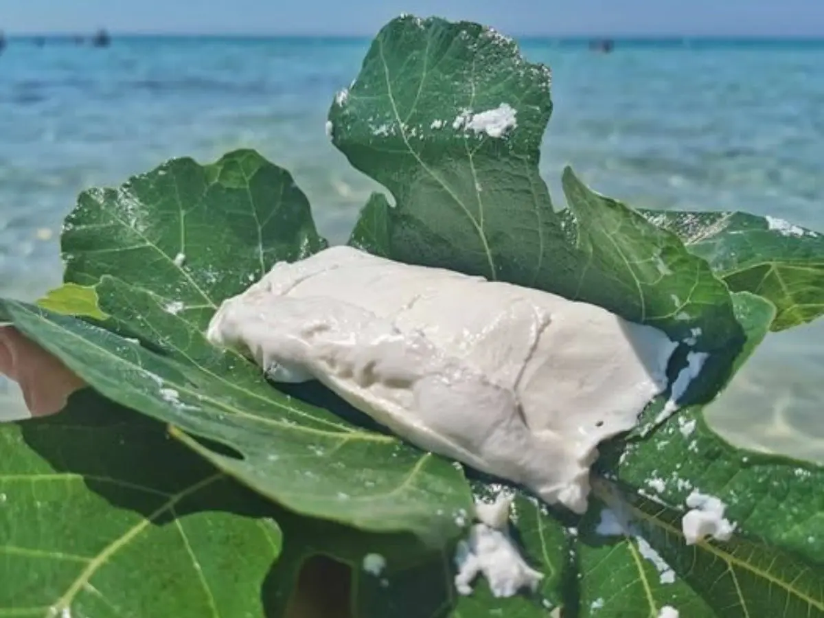 Che cos’è la pampanella, il formaggio da spiaggia che si mangia nelle foglie di fico Che cos’è la pampanella, il formaggio da spiaggia che si mangia nelle foglie di fico