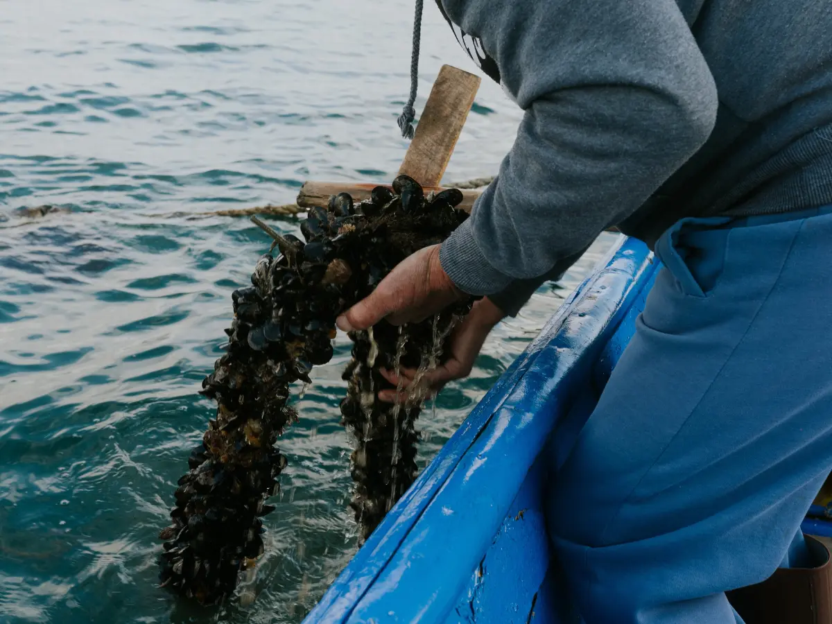 Non solo Ilva. A Taranto sta scomparendo lentamente anche la pesca delle cozze Non solo Ilva. A Taranto sta scomparendo lentamente anche la pesca delle cozze