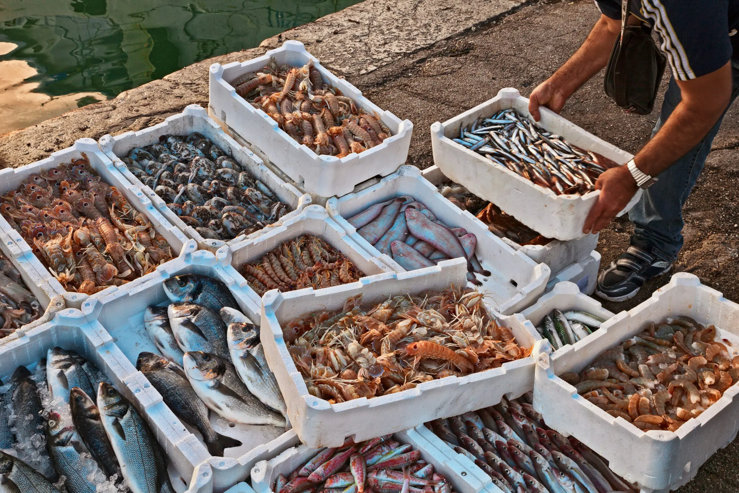 Ci siamo mangiati il mare: ecco come sta cambiando il Mar Mediterraneo tra specie aliene e acque troppo calde Ci siamo mangiati il mare: ecco come sta cambiando il Mar Mediterraneo tra specie aliene e acque troppo calde