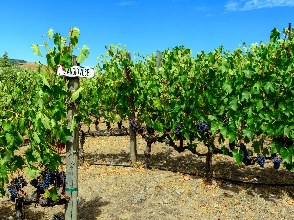 La California riscopre il Sangiovese. Breve storia della rinascita di un vitigno dimenticato negli Stati Uniti La California riscopre il Sangiovese. Breve storia della rinascita di un vitigno dimenticato negli Stati Uniti