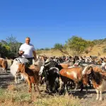 Fabrizio Lo Piccolo Vulcano capre