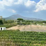 Vigneti alle pendici del Vesuvio (Consorzio Vesuvio Dop)