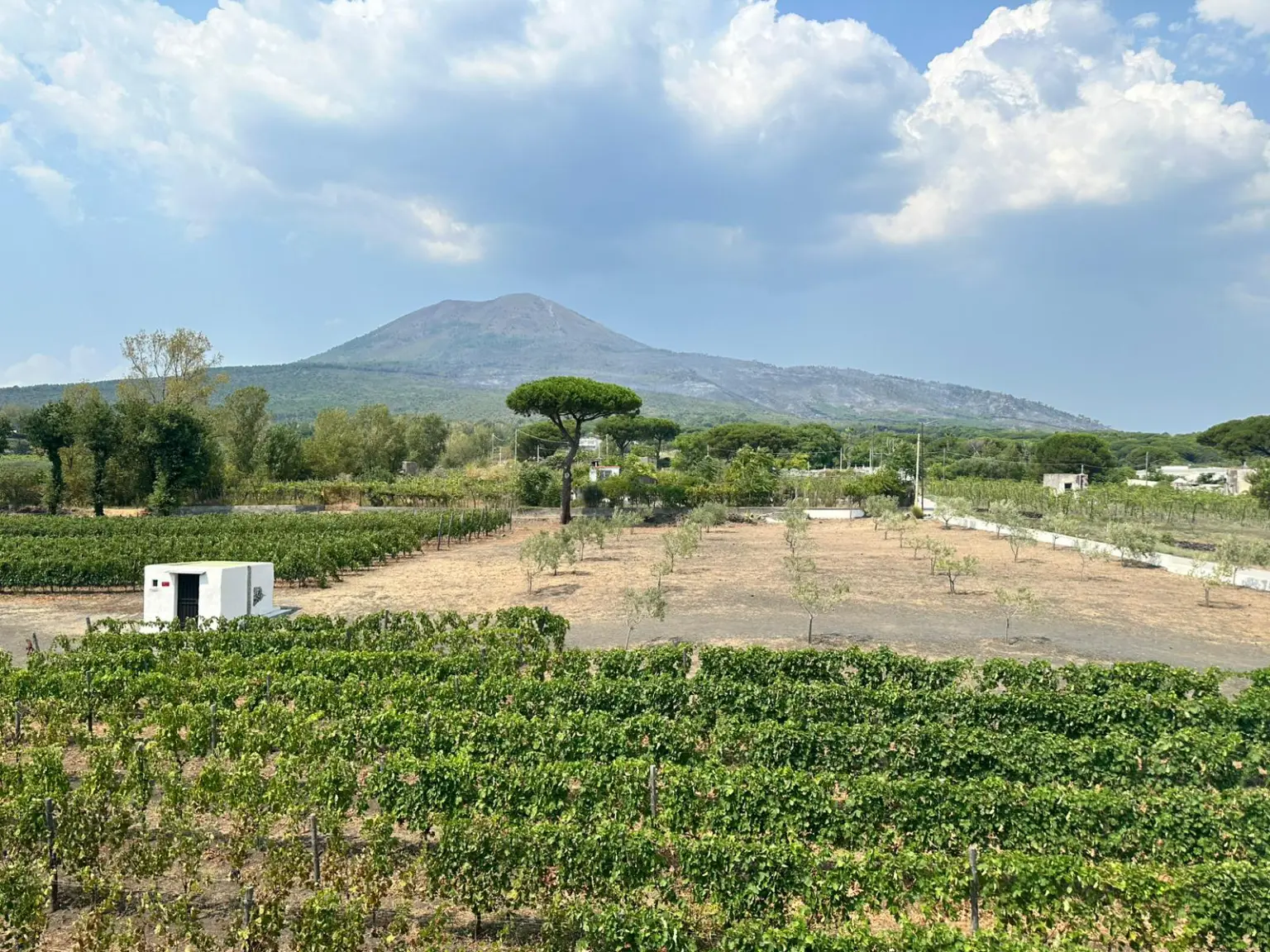 Vigneti alle pendici del Vesuvio (Consorzio Vesuvio Dop)