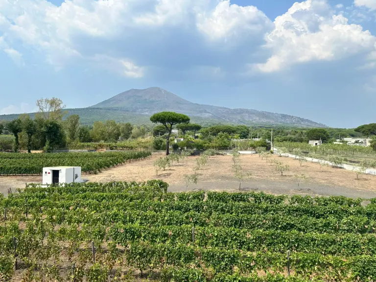 Vigneti alle pendici del Vesuvio (Consorzio Vesuvio Dop)
