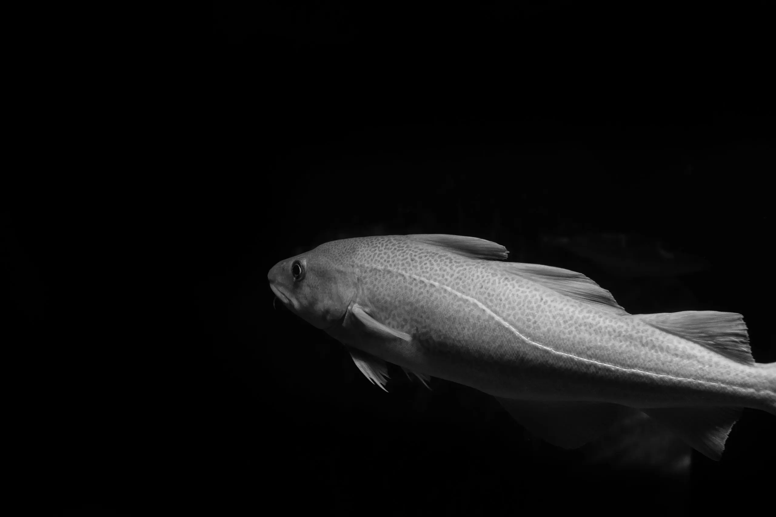 La crisi nera del merluzzo nel mare più inquinato d’Europa