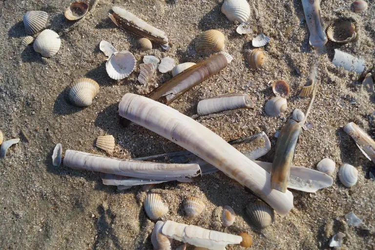 Cannolicchi spiaggia