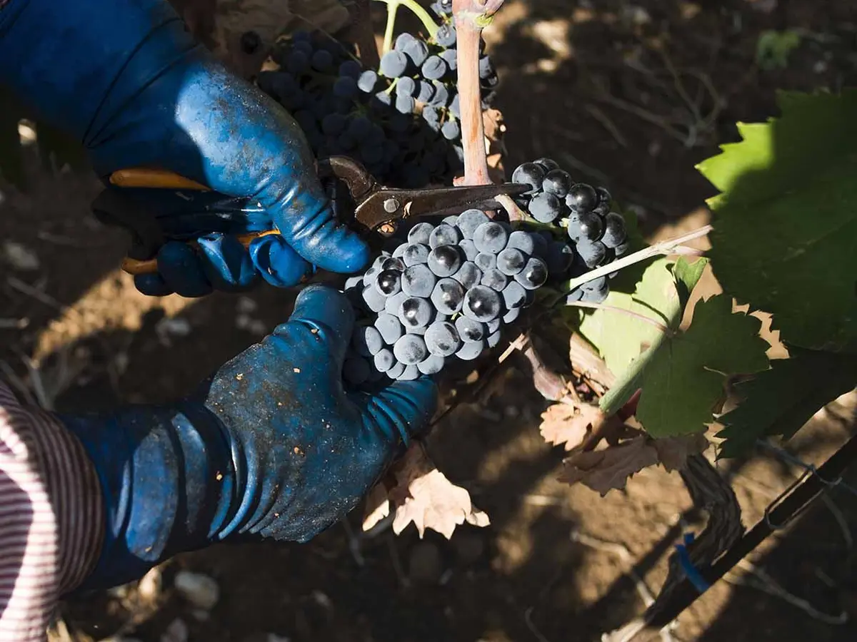 “Troppo vino: si teme per i prezzi delle uve”. Il Primitivo di Manduria denuncia la mancanza di un catasto vitivinicolo pugliese