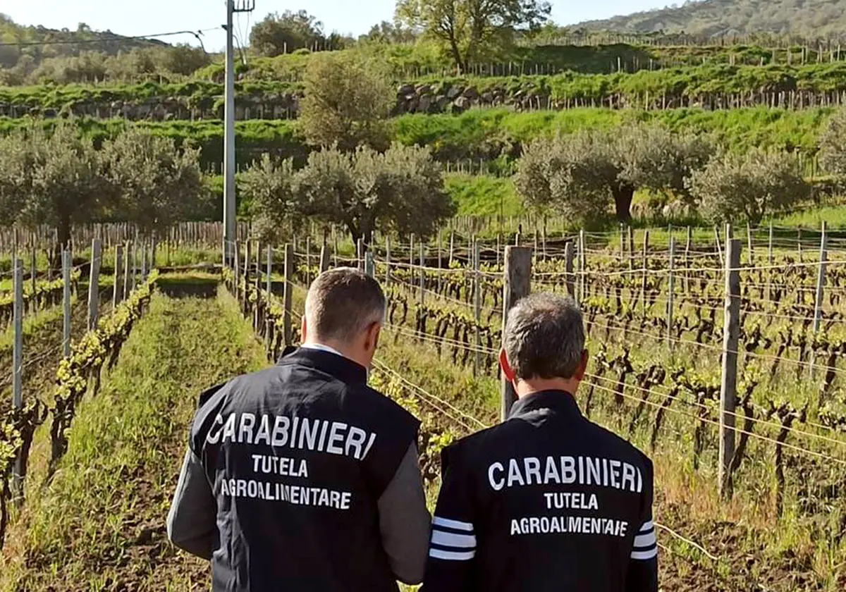 Maxi frode di Zibibbo di Pantelleria. In cinque anni vendute 30mila bottiglie di vino comune come fossero Doc