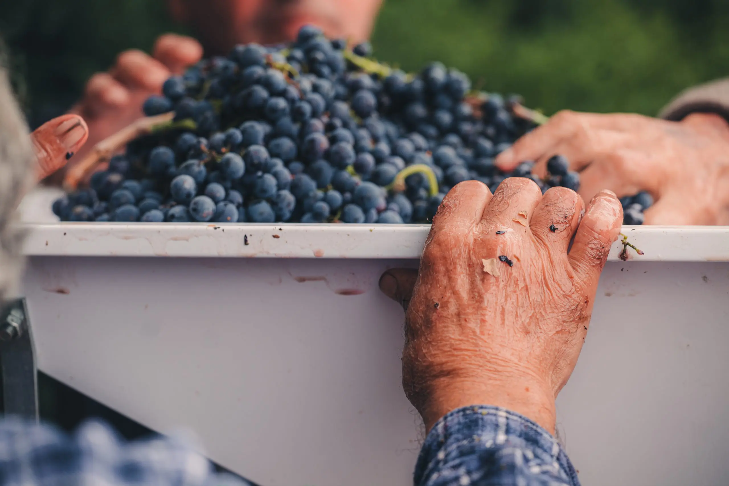 Bene i formaggi, male il vino. Chi sale e chi scende nell’export agroalimentare del primo semestre 2025 Bene i formaggi, male il vino. Chi sale e chi scende nell’export agroalimentare del primo semestre 2025