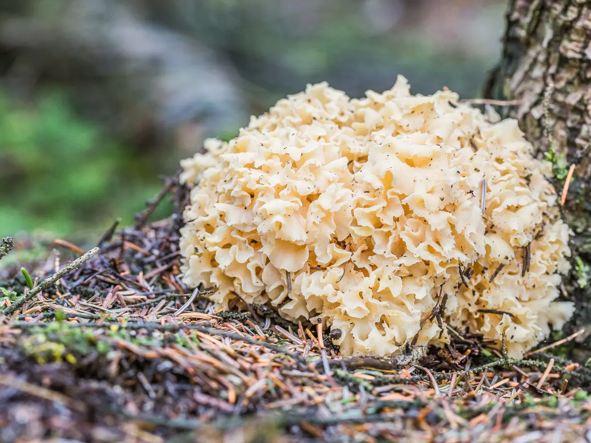Ditola increspata, il fungo raro che sembra un cavolfiore Ditola increspata, il fungo raro che sembra un cavolfiore