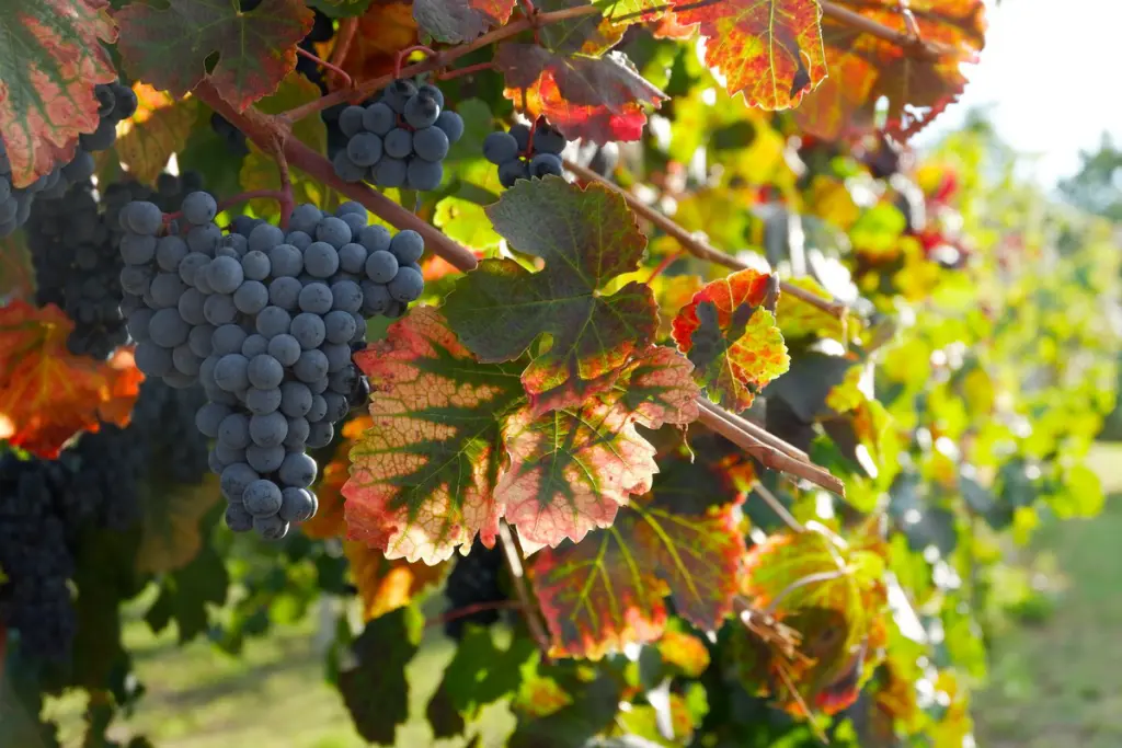 cantina vinchio vaglio serra