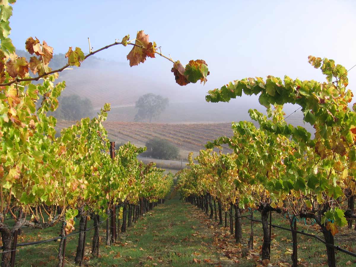 le tante anime del vermentino il vino apolide che sente il mare e conquista il mondo