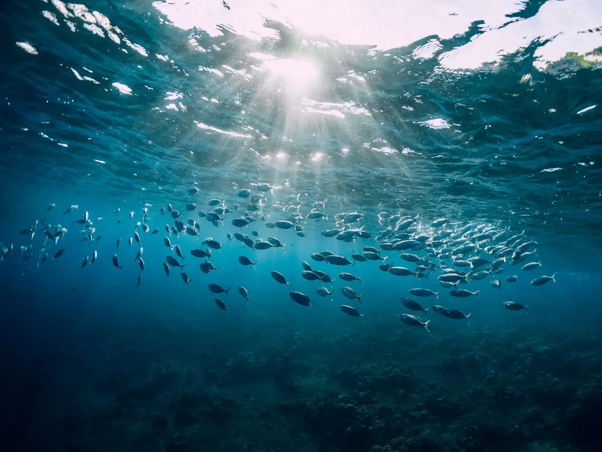Come cambia la pesca nell’era del nuovo trattato sugli oceani