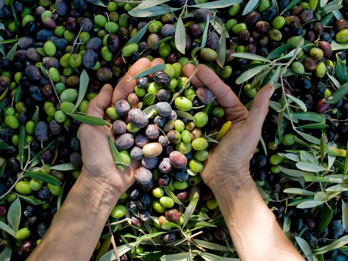 Il “decreto delle 6 ore” allarma il mondo dell’olio extravergine: ecco cosa succede alla campagna olearia