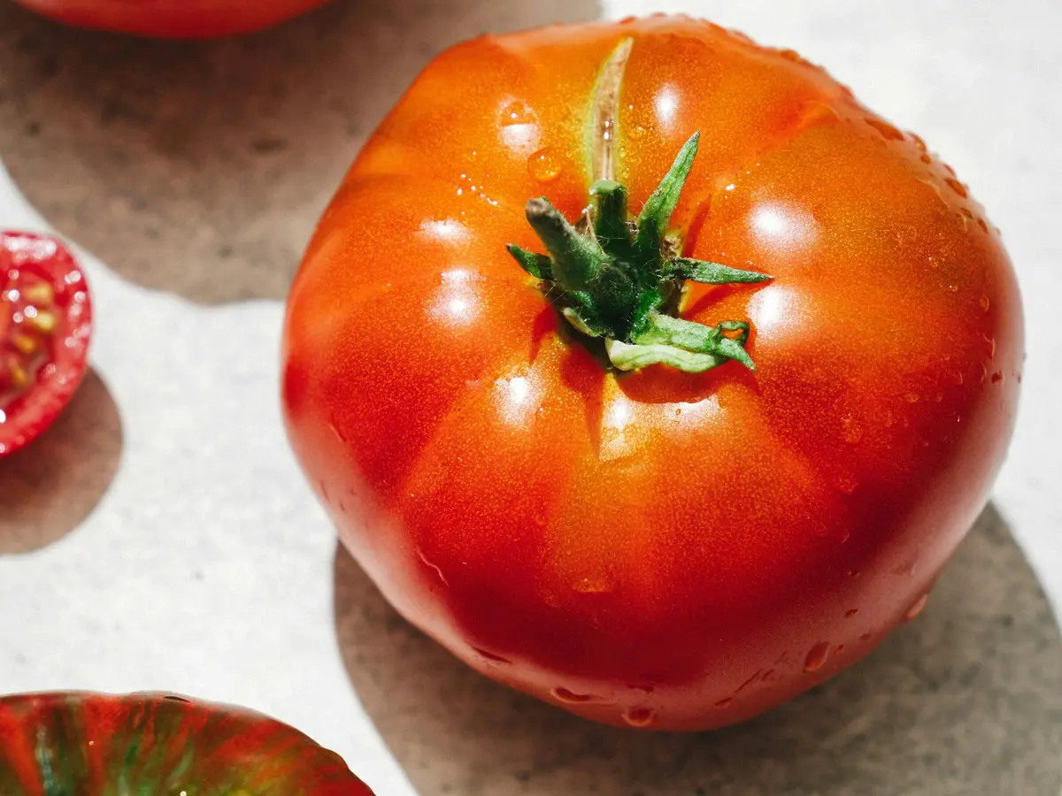 Il vecchio pomodoro che può salvare i raccolti da un nuovo virus Il vecchio pomodoro che può salvare i raccolti da un nuovo virus