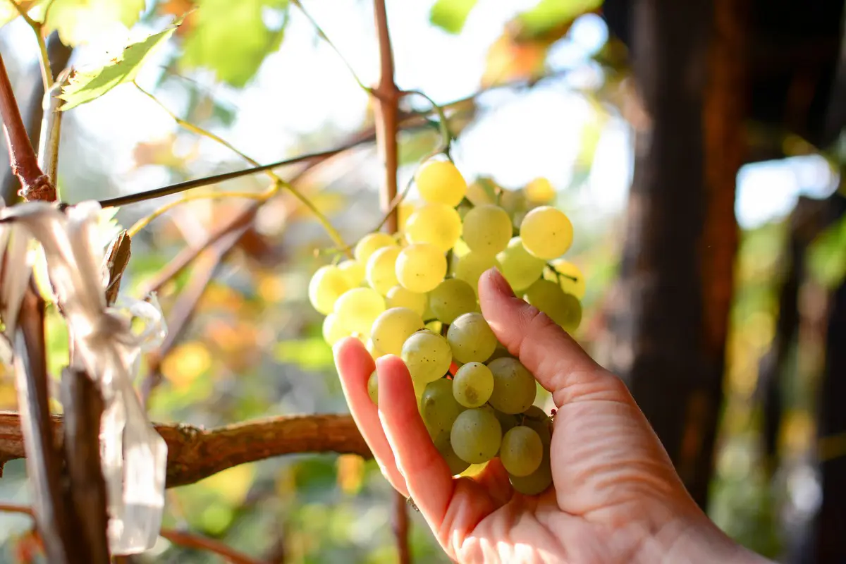 il vermentino della corsica in otto buonissime etichette da conoscere