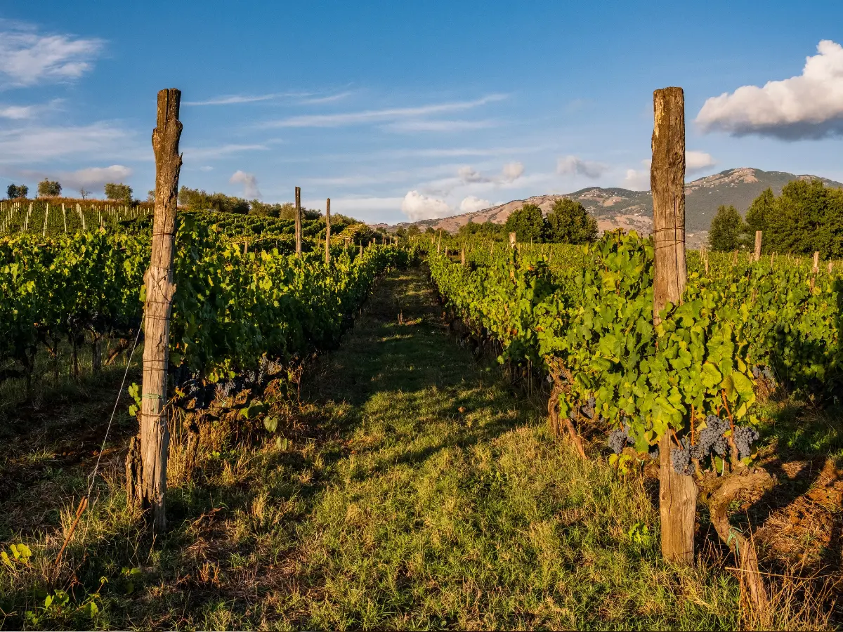 nel lazio 232 nato un nuovo consorzio del vino si occuper224 della tutela del cesanese di olevano romano