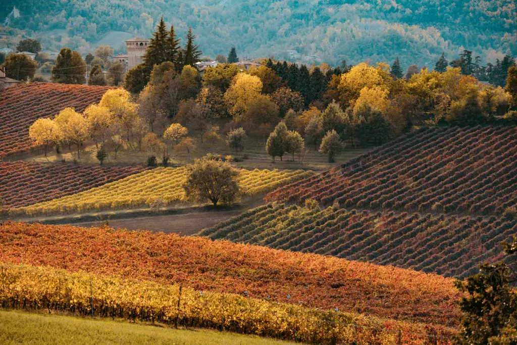 cantina di soave