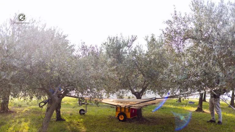 Agricola Guerreschi