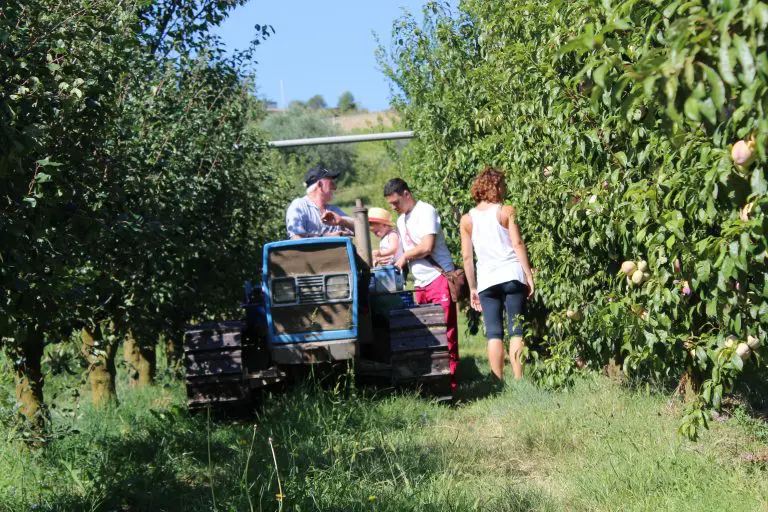 Frutteto dell'azienda agricola Biofavole a Ortezzano
