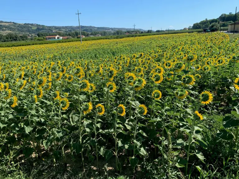 Campo di girasoli a Montefiore dell'Aso