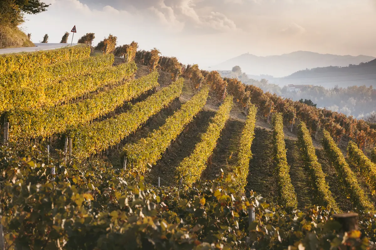 Il Nizza Docg esce dal Consorzio Barbera d’Asti e vini Monferrato: avrà un suo ente autonomo di tutela