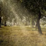 Agricola Guerreschi
