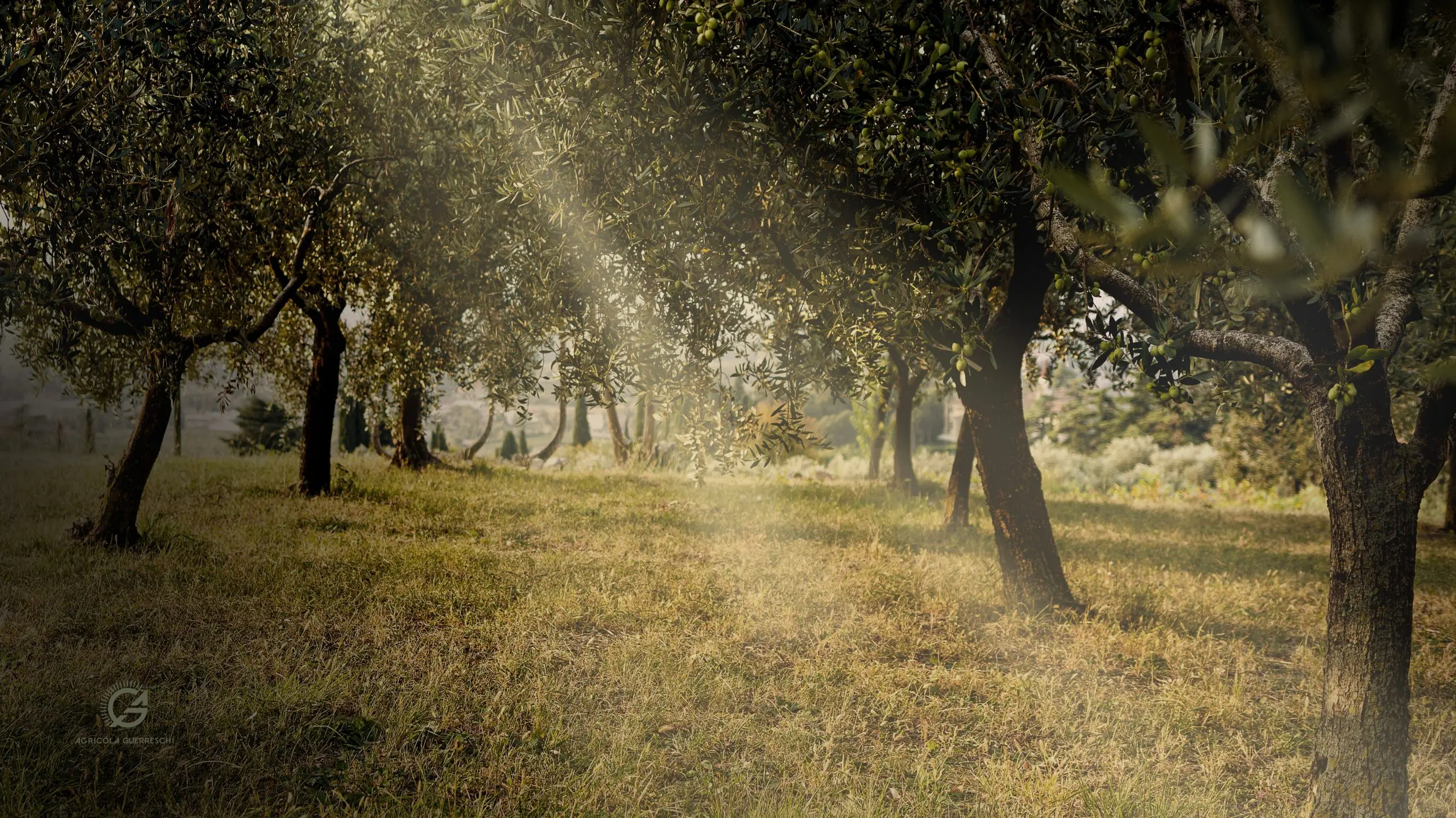 Ulivi antichi ed energia solare: l’olio del futuro nasce in Valpolicella
