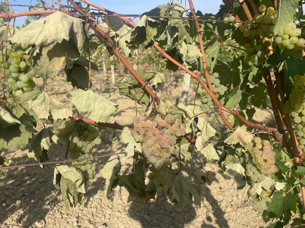 enoteca del gatto