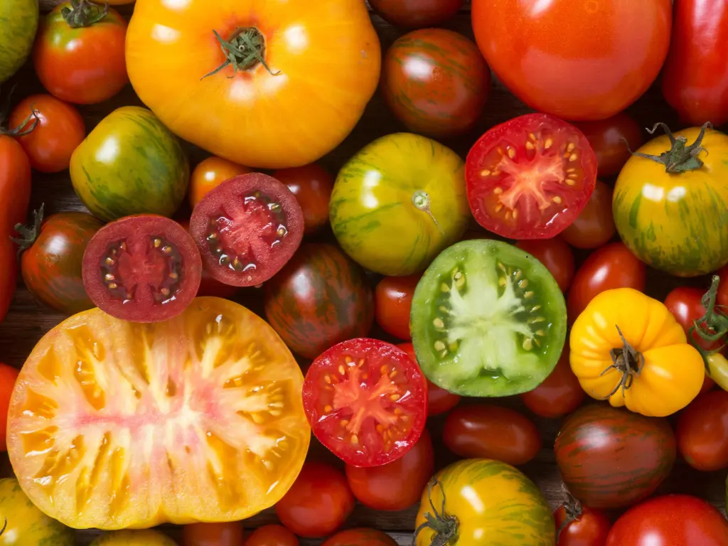 pomodori senza sapore confronto varieta antiche