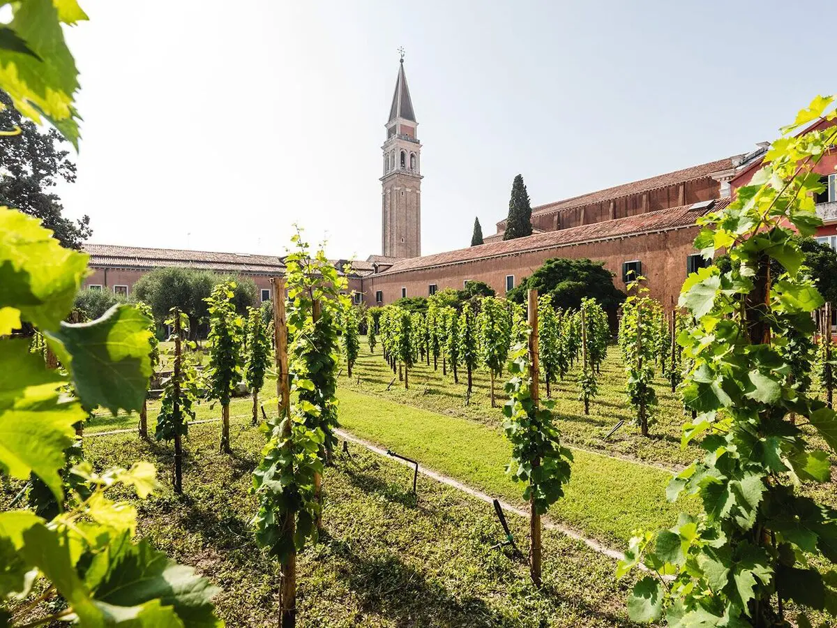 La storia della microvigna nascosta dentro un convento dove si produce l’unico spumante di Venezia