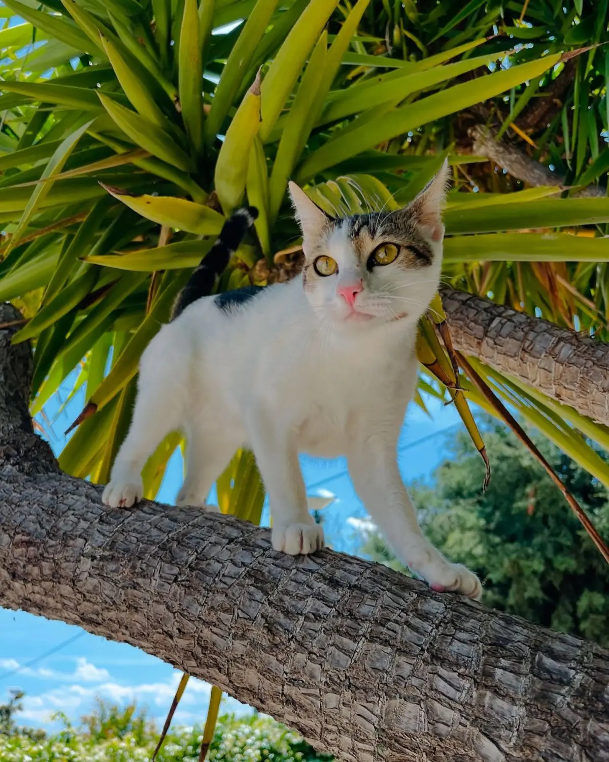 Gatto nel giardino di Villa Yucca