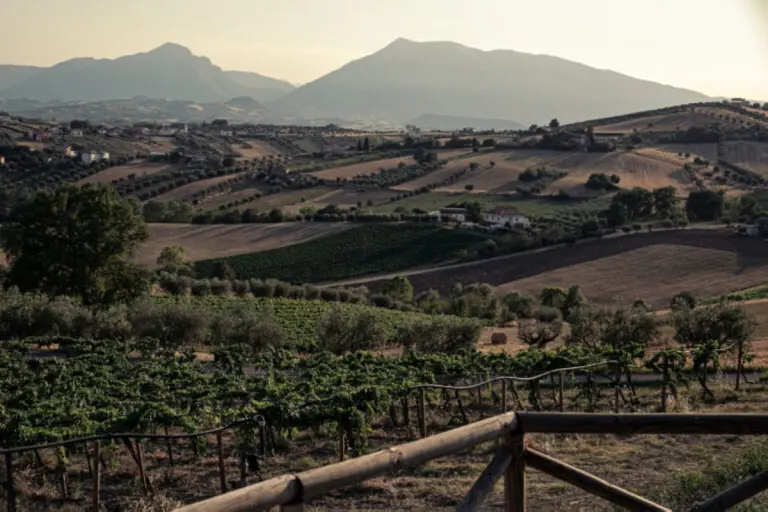 Paesaggio Emidio Pepe. Foto di AlbertoBlasetti