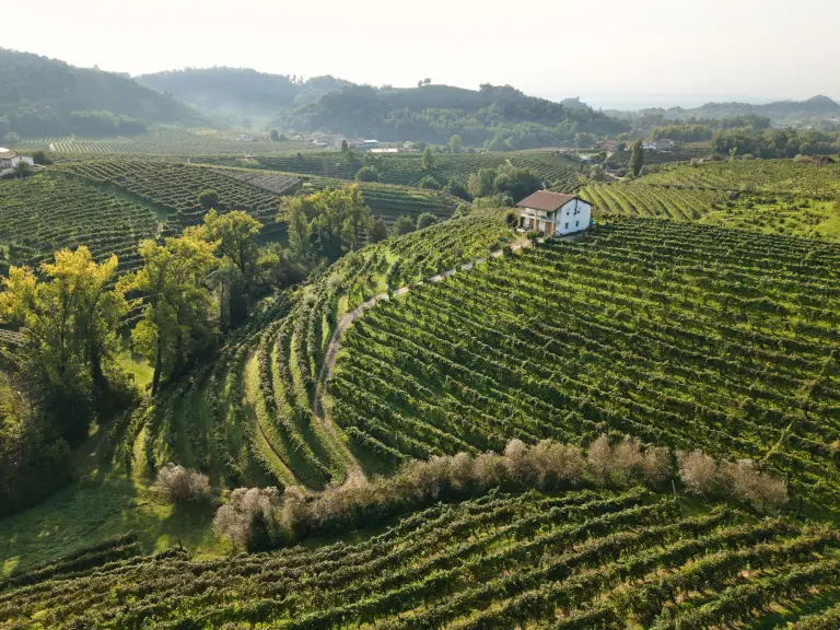 Vendemmia Val d'Oca