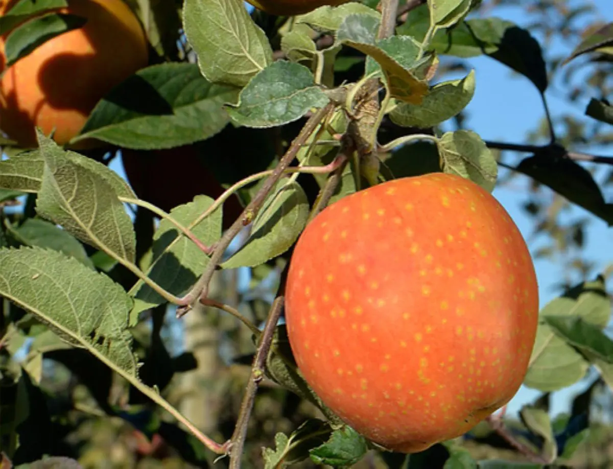 mela Kissabel Orange