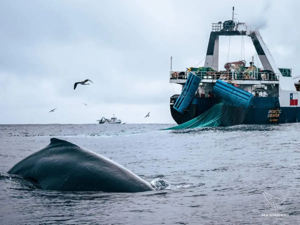 Krill fishing boat and whale Extraordinary
