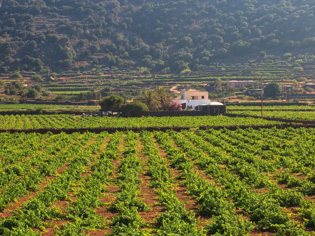 alberelli pantelleria