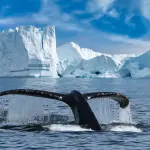 Close-up of the tail fin of a Humpback whale (Megaptera novaeangliae) swiming among of icebergs at Ilulissat Icefjord. Whale watching tour with big Humpback whale tail fin looking out of water.