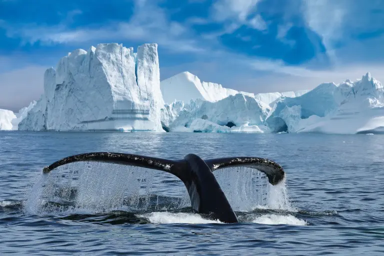 Close-up of the tail fin of a Humpback whale (Megaptera novaeangliae) swiming among of icebergs at Ilulissat Icefjord. Whale watching tour with big Humpback whale tail fin looking out of water.
