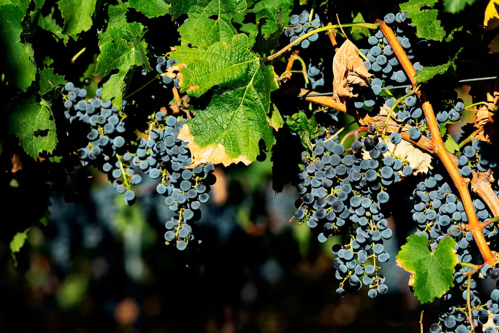 Grappoli di uva aglianico in Basilicata