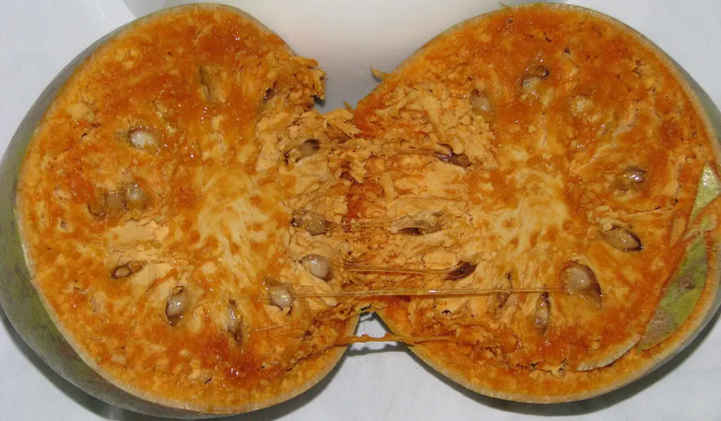 polpa della mela di legno limonia acidissima