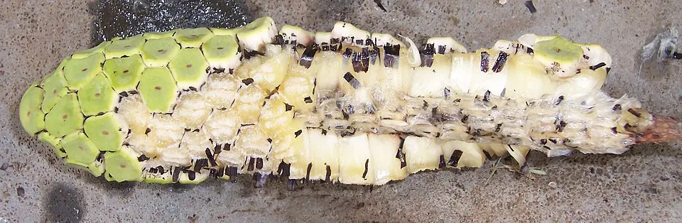 Il frutto della monstera deliciosa: il monster fruit maturo
